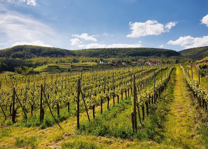 Nouveau - Schmoutzi & Schatzi - En Hypercentre Avec Parking Apartment Colmar